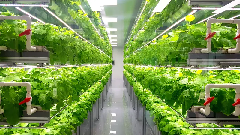 Urbis News Farming Future Leader Hero